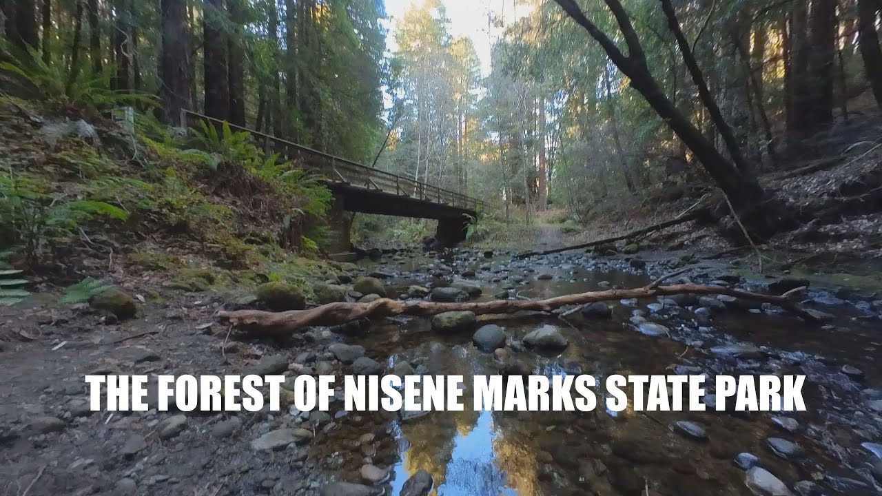 Day Hike at The Forest of Nisene Marks State Park
