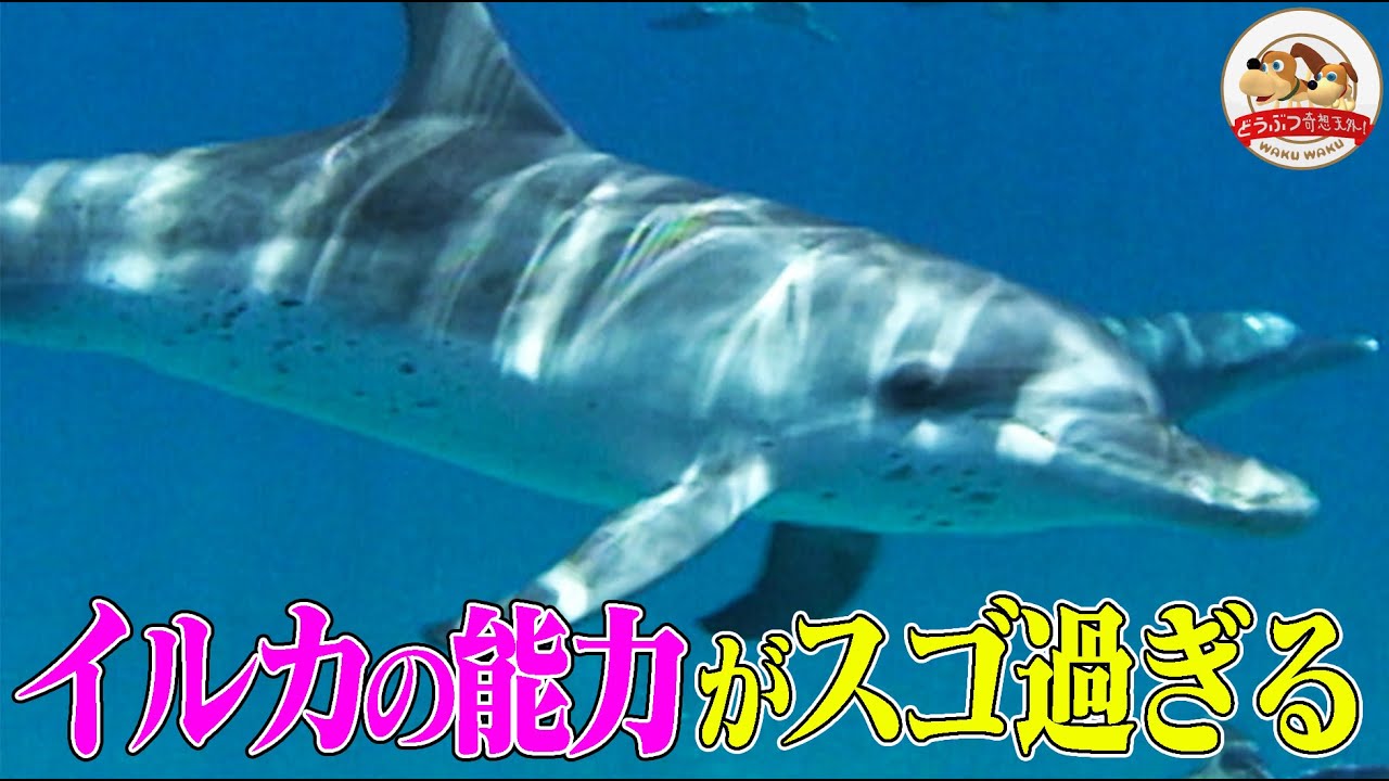 【イルカのスゴ過ぎる能力】超音波で獲物を察知！一瞬で肺の空気を90%入れ替える！クジラとの違いも解説【どうぶつ奇想天外／WAKUWAKU】