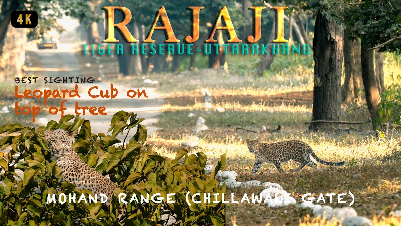 R A J A J I Leopard Cub at Top of Tree || Rajaji Tiger Reserve Wildlife Safari ||