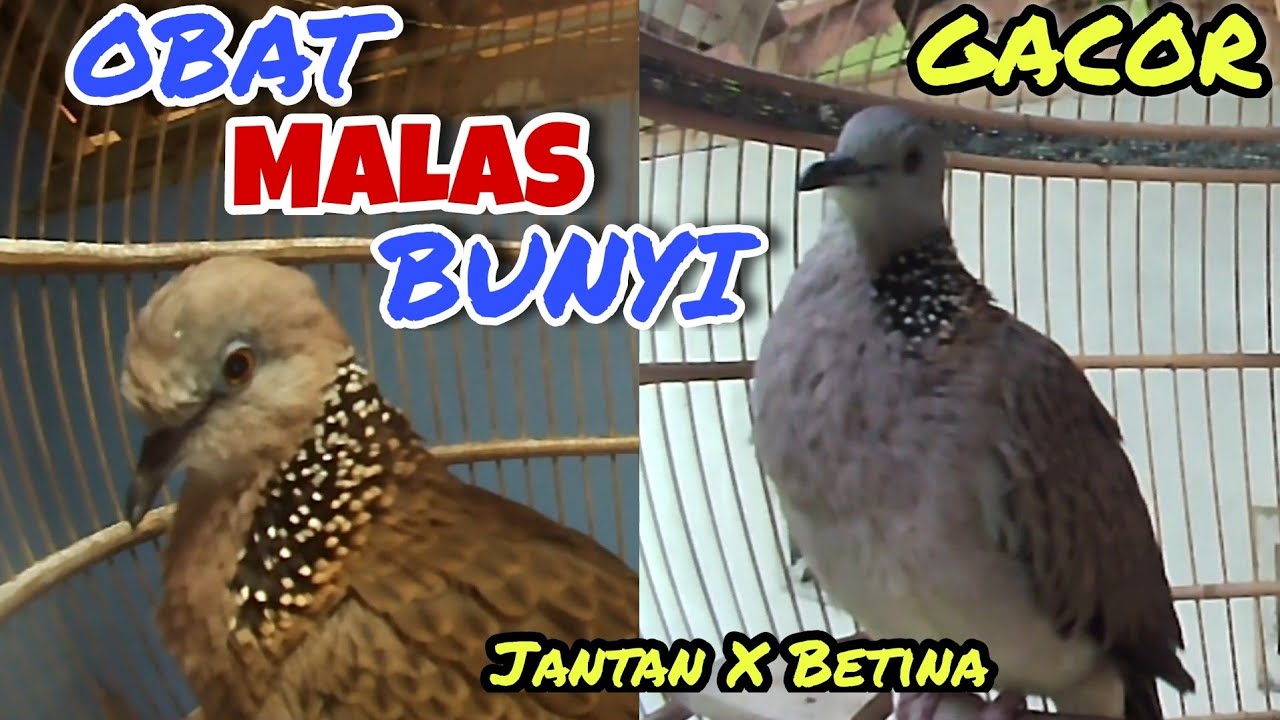 Suara Tekukur Betina M33ngg0d4 Tekukur Jantan, Cocok Untuk Pancingan