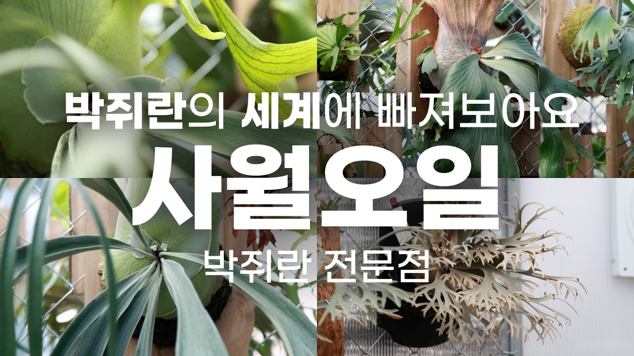 고양시 일산 희귀 식물 박쥐란 전문점 