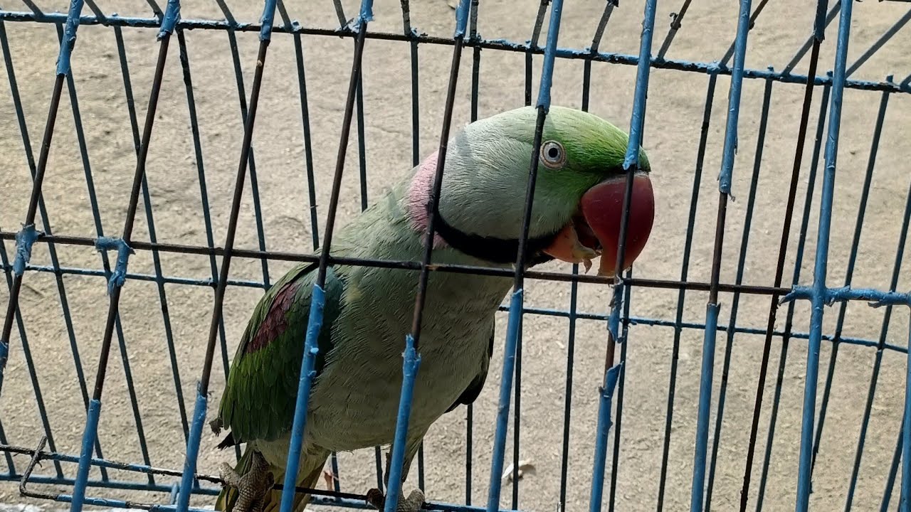 parrot 🦜 🦜 loveing BINDAS SUPPER COMEDY KING is live