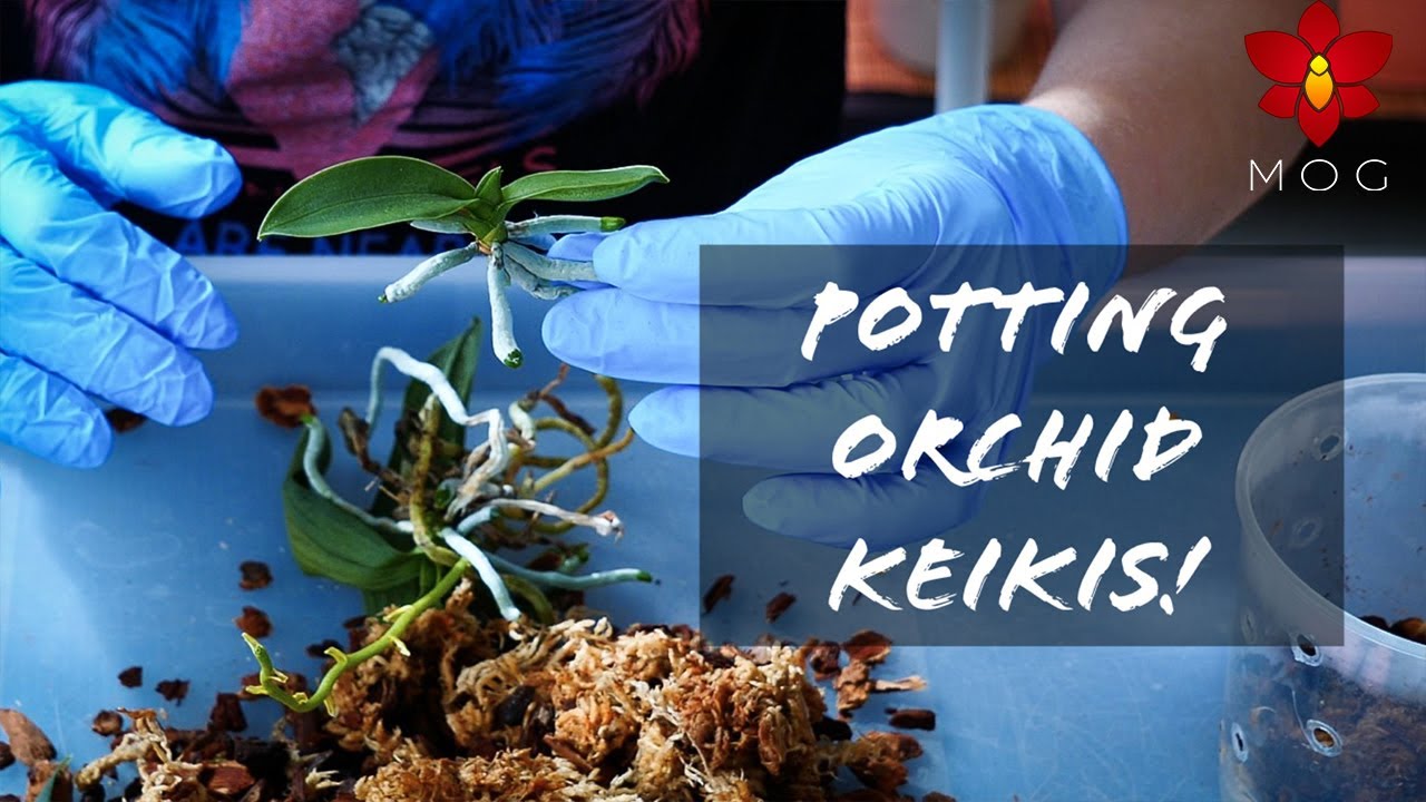 Removing and repotting Phalaenopsis baby plants (keikis) - Orchid Care for Beginners