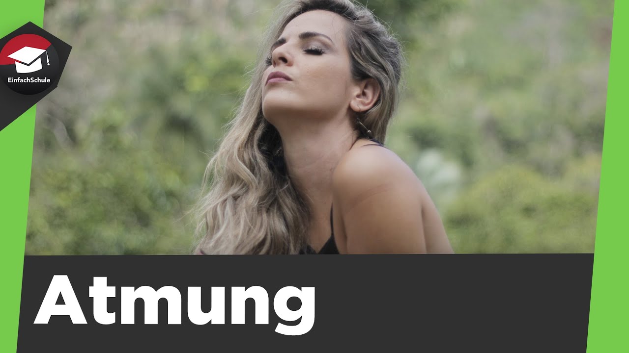 Atmung im menschlichen K&ouml;rper einfach erkl&auml;rt - Brustatmung/Bauchatmung - Funktionsweise erkl&auml;rt!