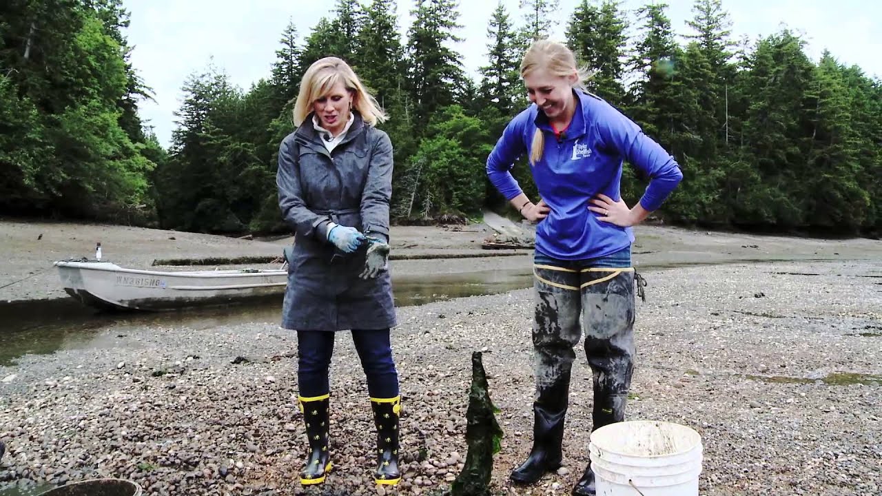 Digging Clams with Taylor Shellfish Farms | Shelton, WA | Washington Grown