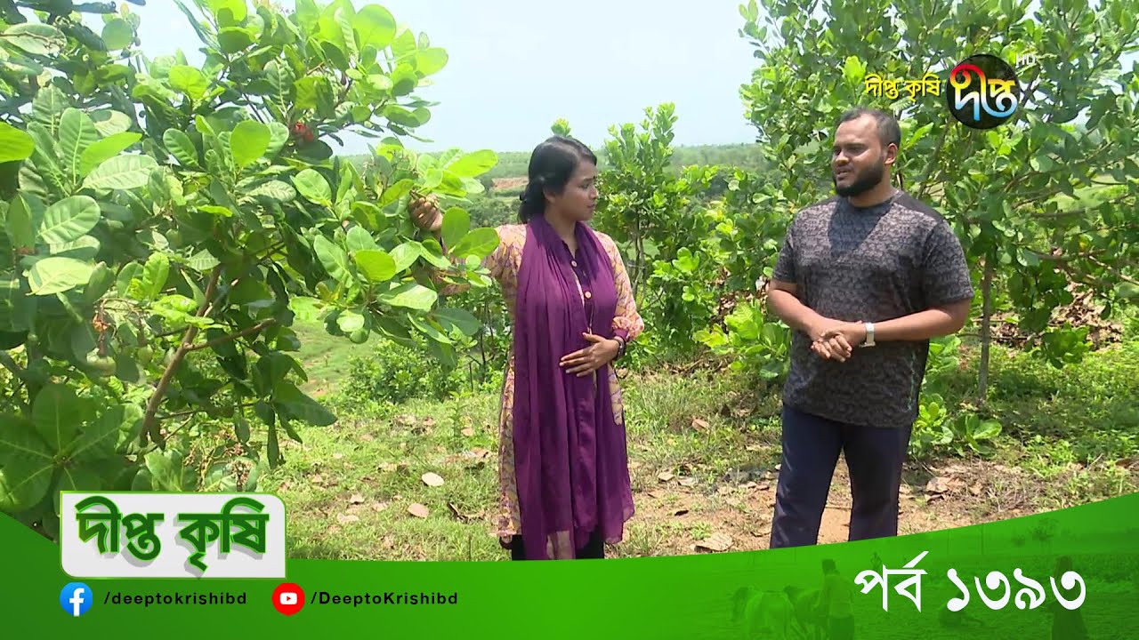 #DeeptoKrishi | EP 1393 | উন্নত জাতের  কাজুবাদাম চাষ হচ্ছে চট্টগ্রামের হাটহাজারীতে! | DeeptoTV