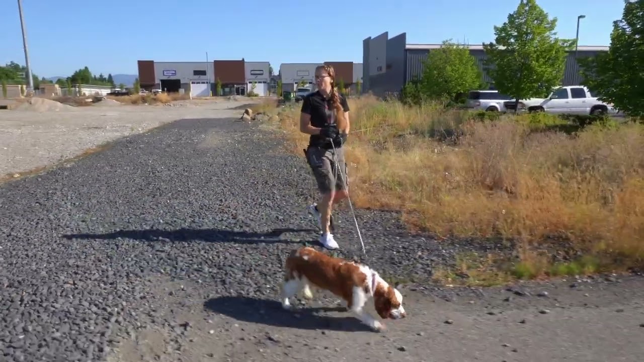 Giving a dog too much freedom too soon is dangerous.