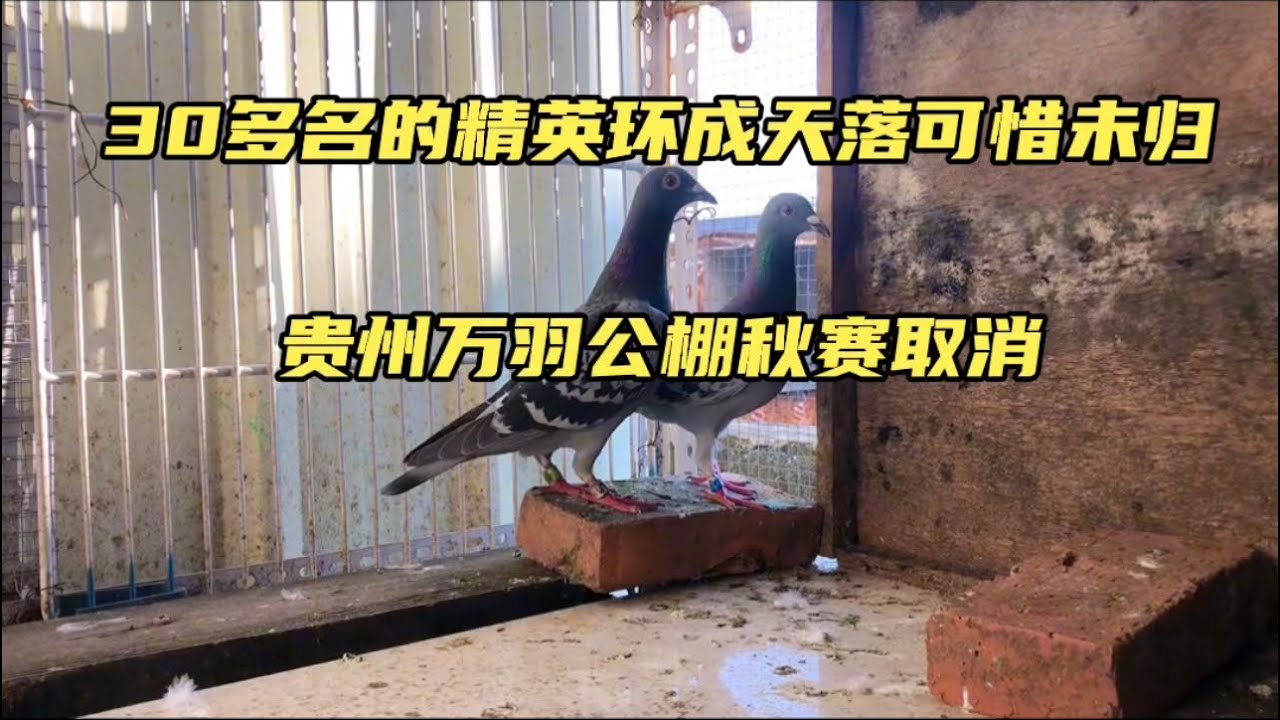 【小悠赛鸽】163期：36名精英环天落，可惜第三关未归，贵州公棚万羽比赛取消了
