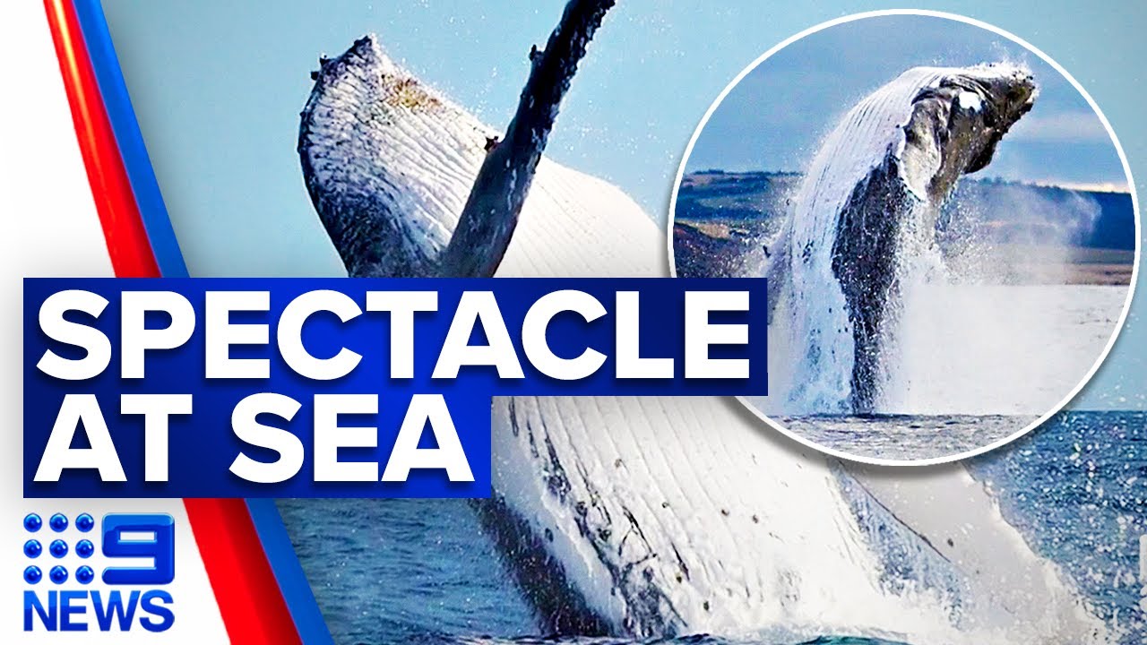 First humpback whale sighting off Kangaroo Island in SA | 9 News Australia