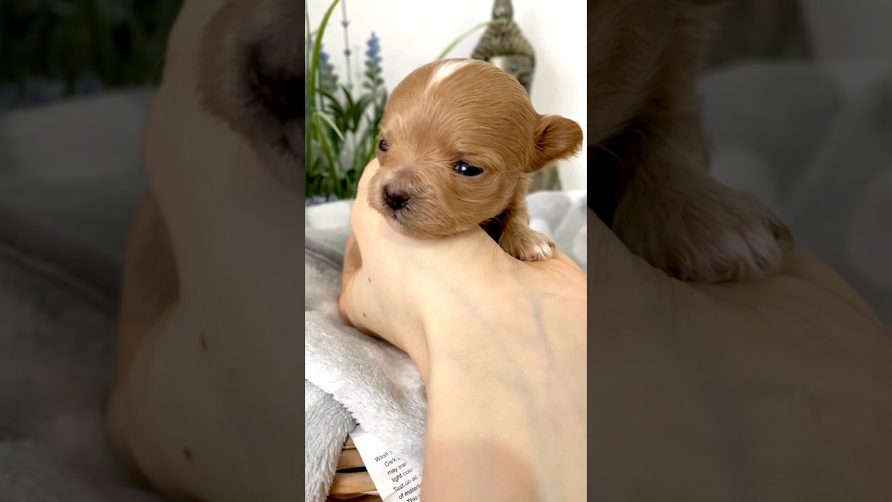 Puppy to Adult FULLY GROWN  MALTIPOO | WATCH Puppy Growing up Videos Compilation #maltipoo #puppies
