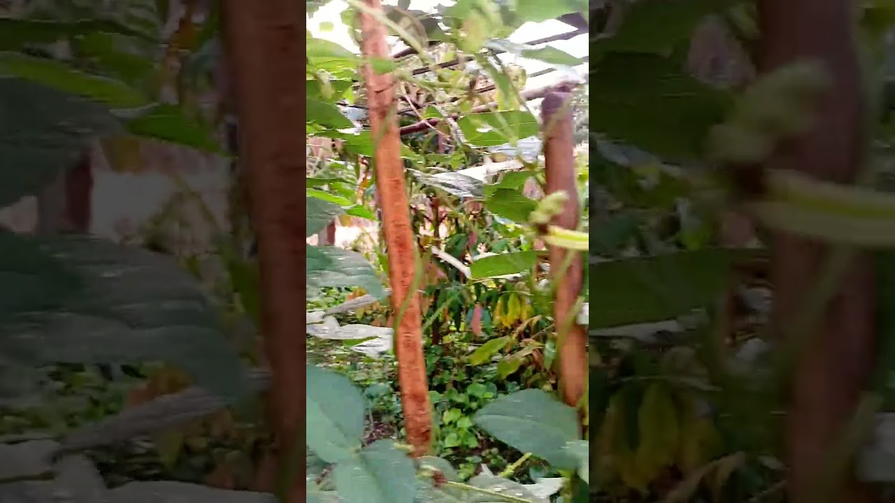 ຕາເວັນຂຶ້ນທີ່ສວນຄົວ