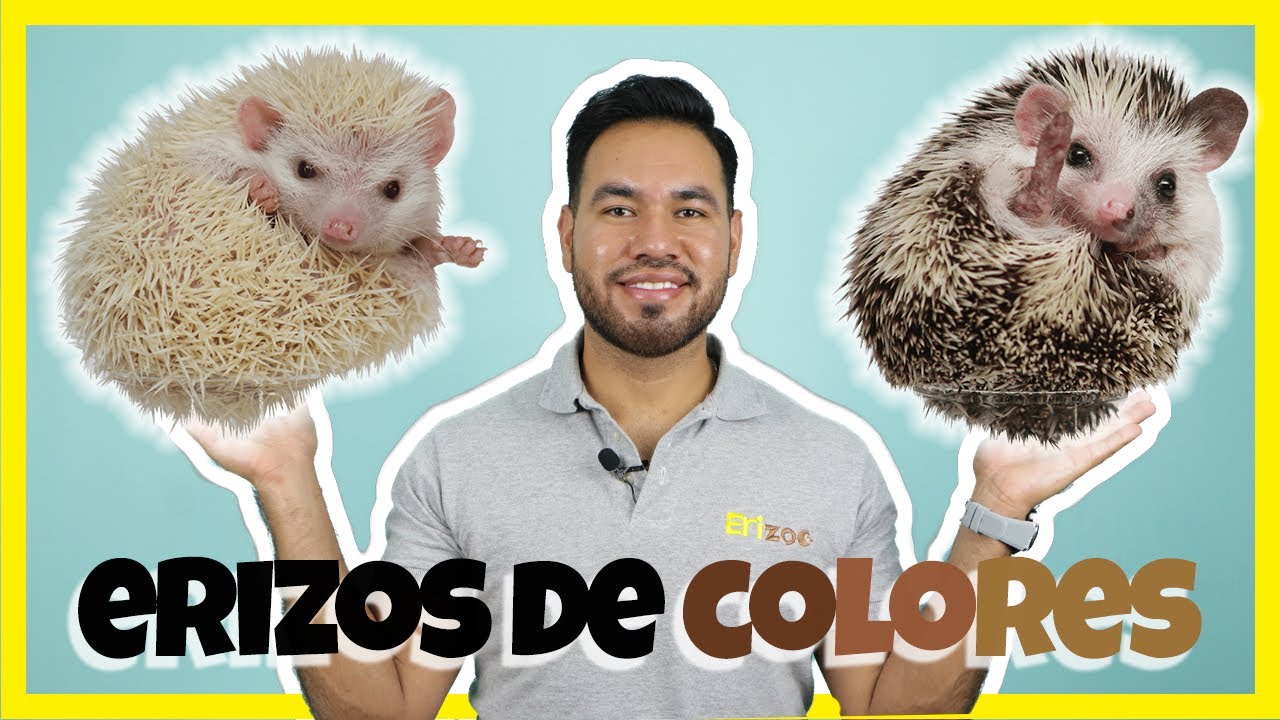 ¿Qué colores de erizos pigmeos existen? | Erizoo México | Venta de Erizos  en México