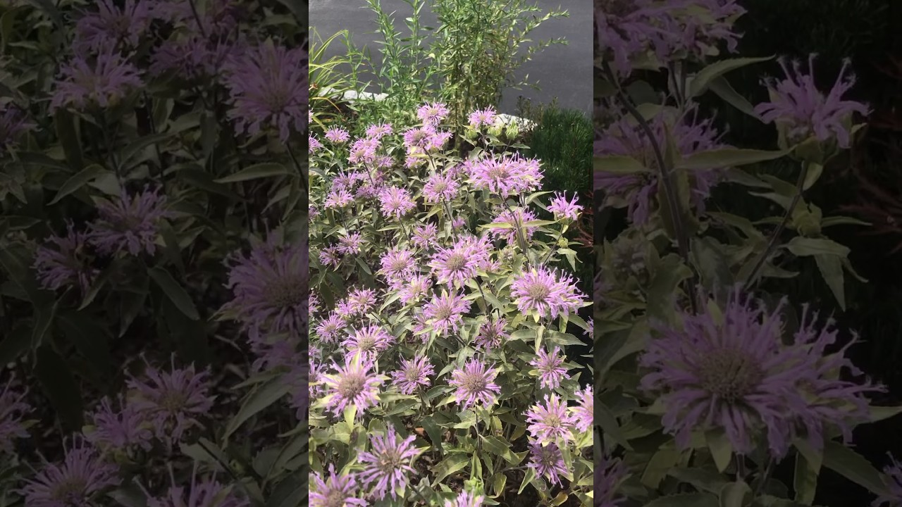 Converting lawn to native wildflowers from seed! 