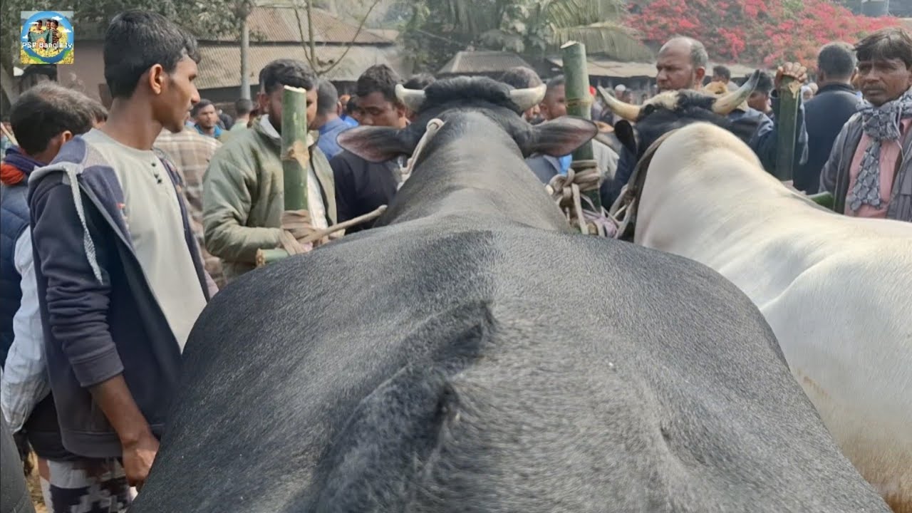 @ শনিবার ৩১ জানু