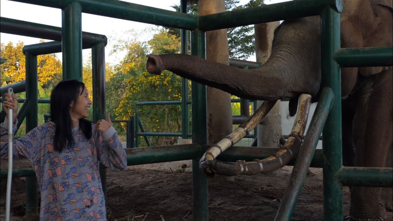 อาการพี่เเซมหายตกมันเเล้ว Elephant Thailand