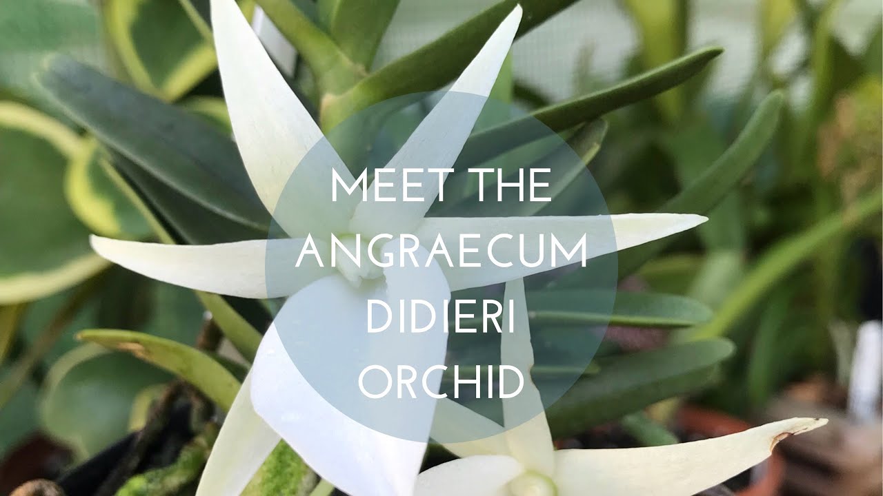 Meet the Angraecum Didieri Orchid