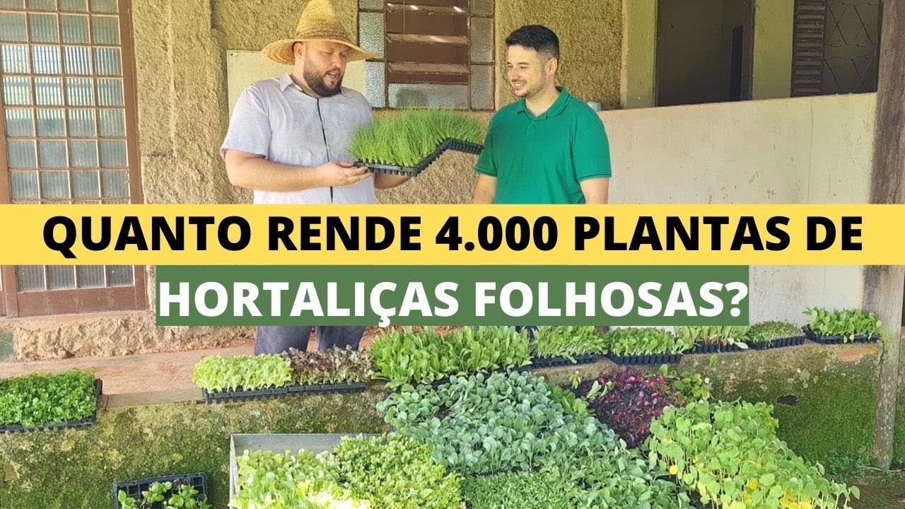 Quanto rende uma bandeja de mudas de hortaliças? Quanto fatura 200 mudas de alface?