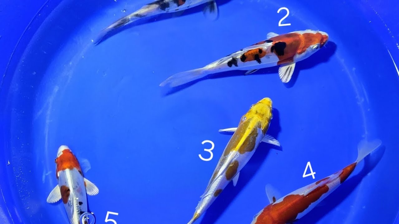 Karpie koi mix 16 do 19 cm. 