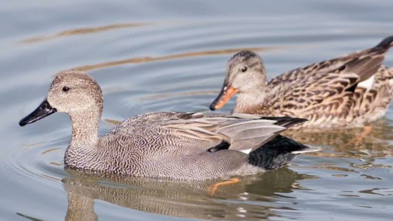 Gadwall duck 🦆 call 