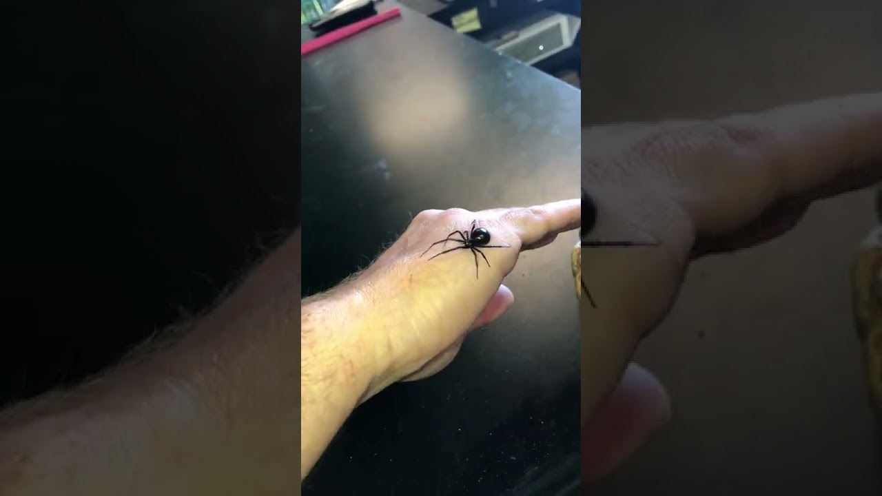 Latrodectus hesperus (the Western Black Widow)🕷
