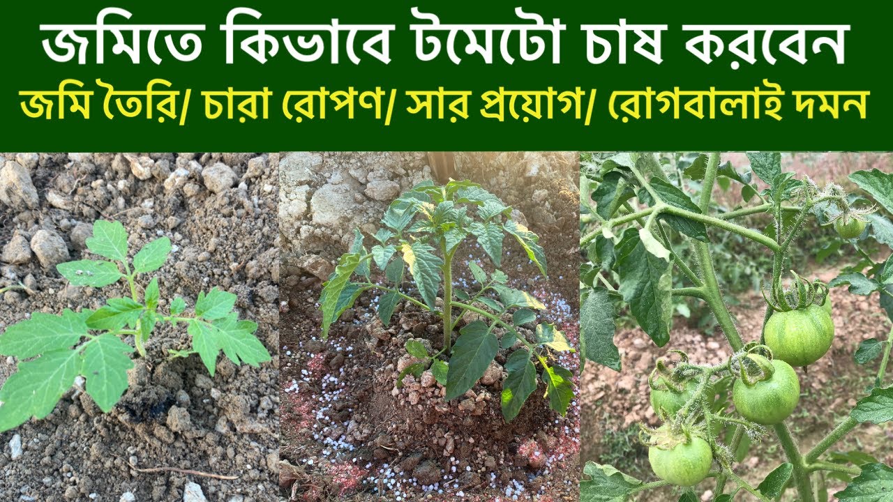টমেটো চাষের জমি তৈরি,চারা রোপণ,সার প্রয়োগ ও রোগবালাই দমন। টমেটো চাষ। How to grow Tomato