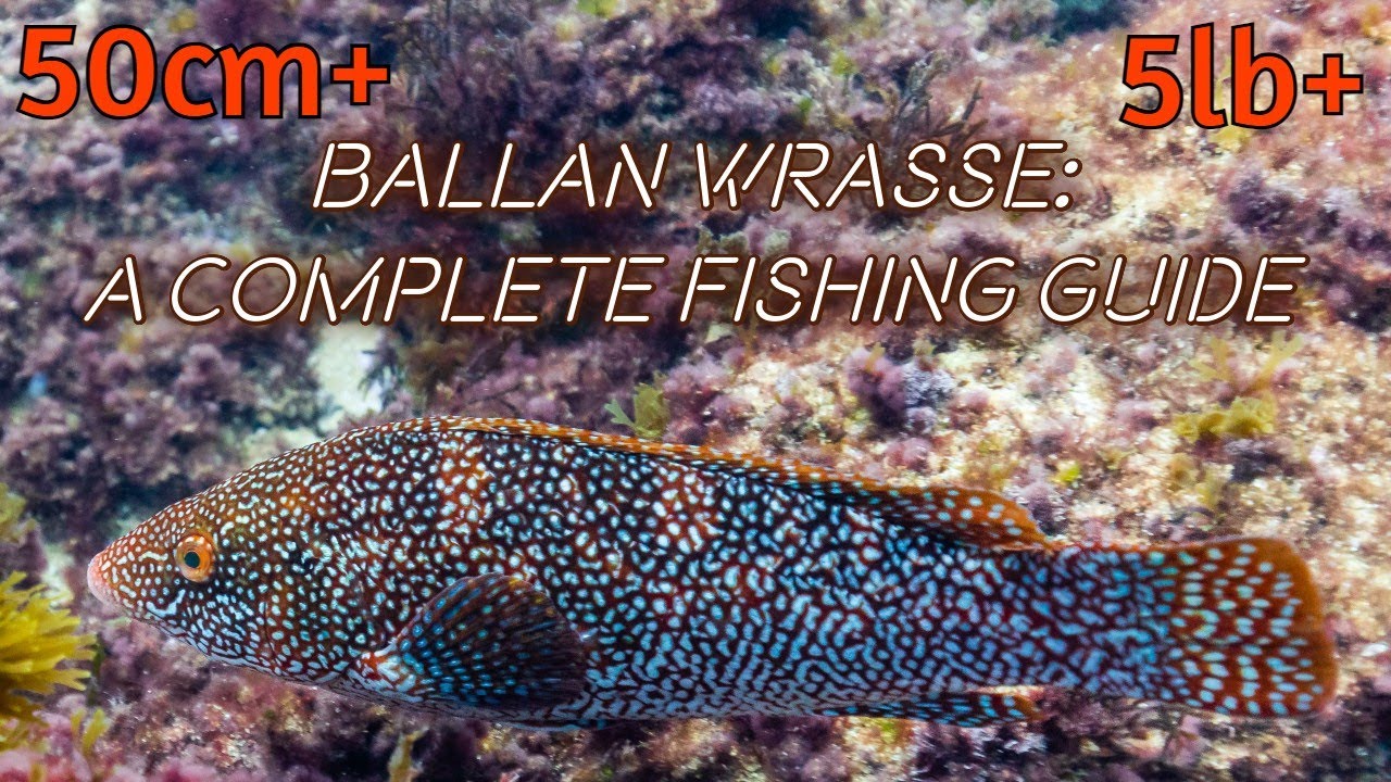 Ballan Wrasse: The Complete Fishing Guide