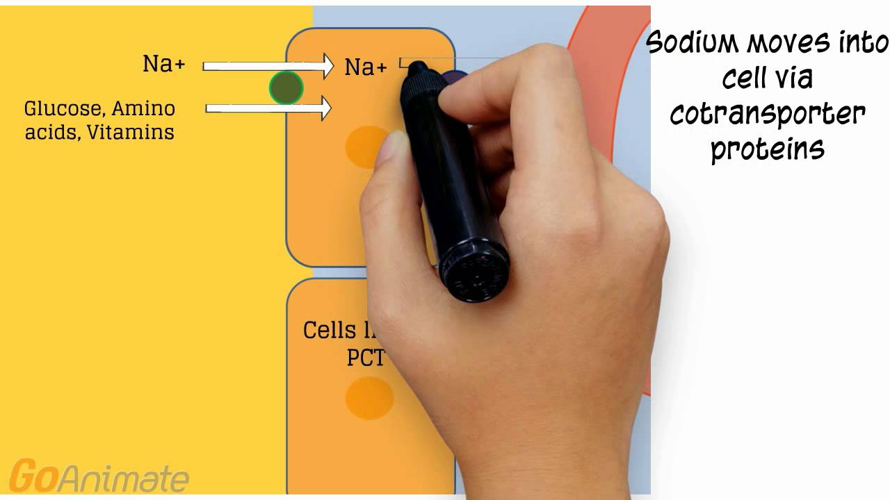 Urinary System: Tubular Reabsorption - Secretion (v2.0)