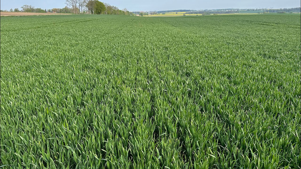 Stan plantacji na 20.04.2024 rzepak, pszenica, groch