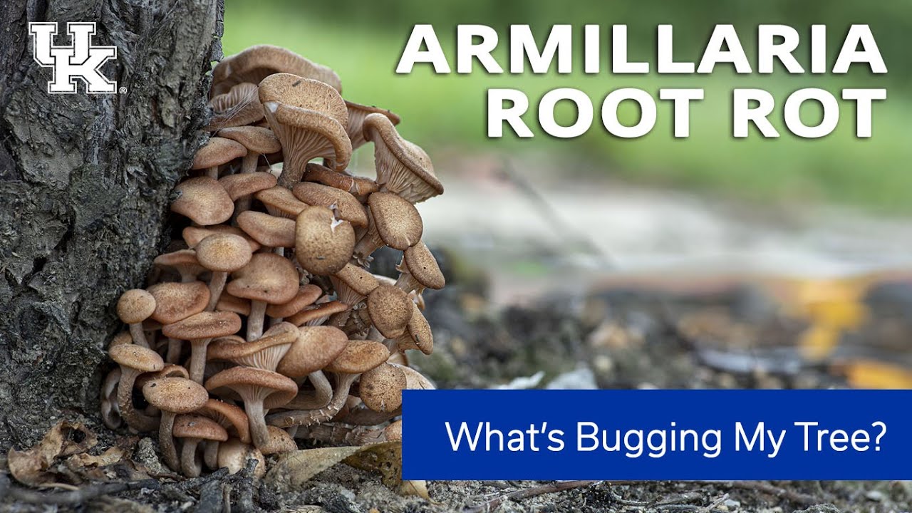 What's Bugging My Tree: Armillaria Root Rot