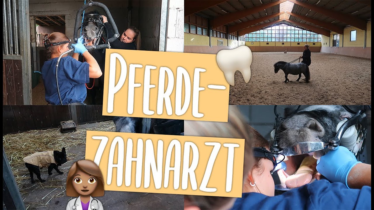 Nicht so unsere Woche... VIELES LÄUFT SCHIEF 😩 | Minishetty Lucy