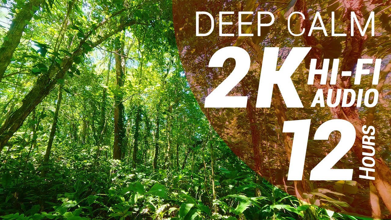 12 Hours of Birds and Waves Sounds - Tropical Wet Forest (2K - Hi-Fi Audio - No Talking)