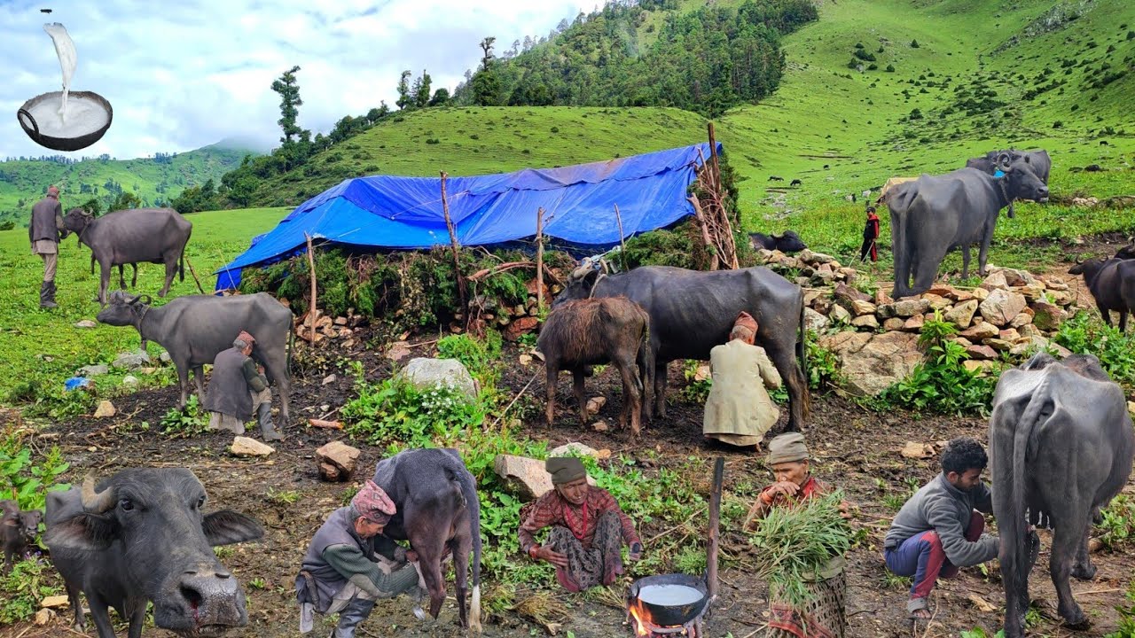Life of Himalayan Shepherd Herding Buffalos in the Mountain| Living the Shepherd life in Himalayan