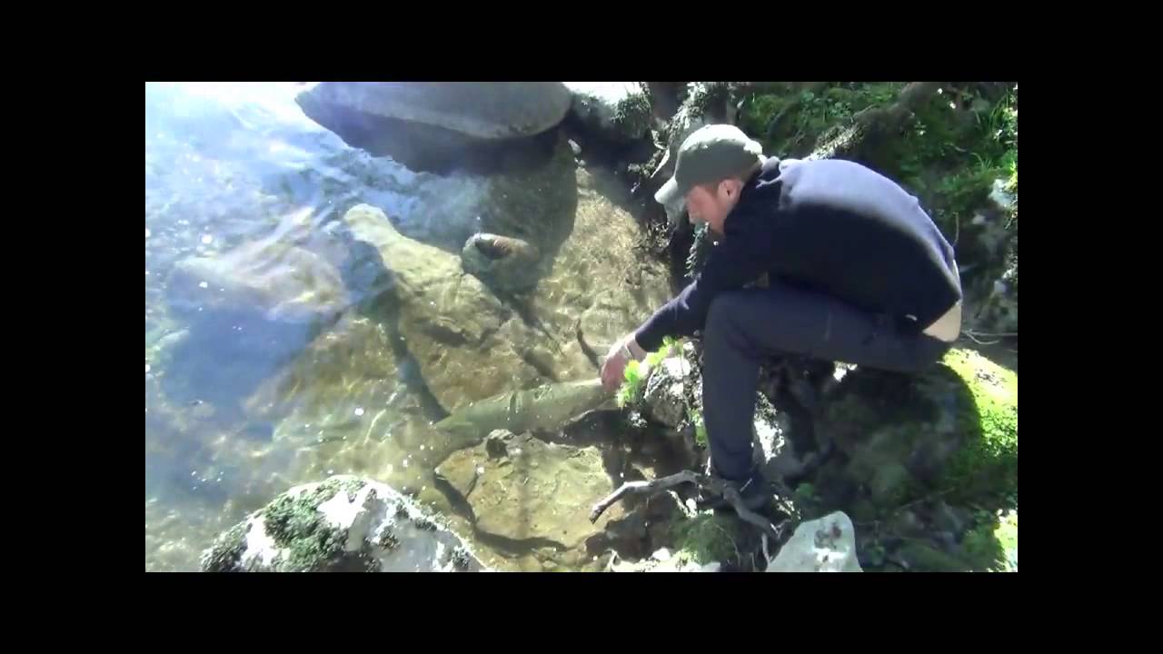 Captura y suelta de salm&oacute;n en Puente Viesgo, r&iacute;o Pas