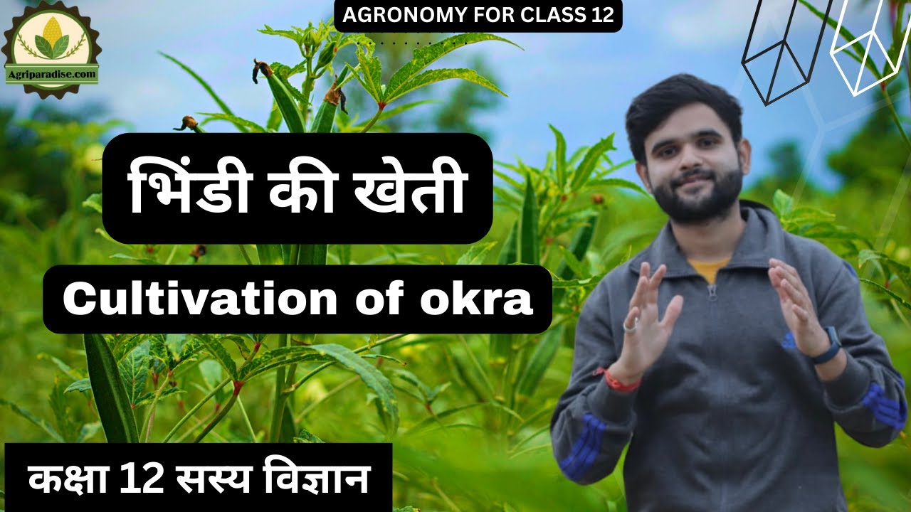 भिंडी की खेती (Cultivation of okra) || Class -12 सस्य विज्ञान ||Agronomy