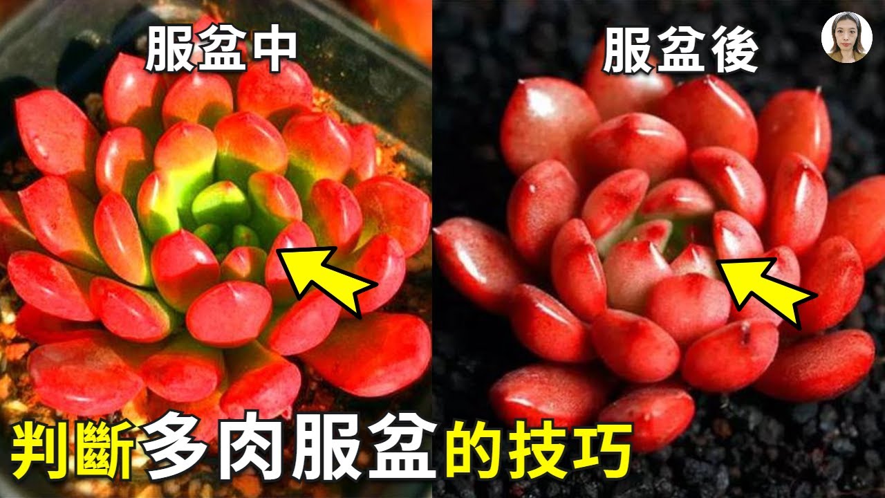 判斷多肉是否服盆？學會這3點就可以，不要再拔出來看了都被拔死了，非常實用新手必看|花花世界