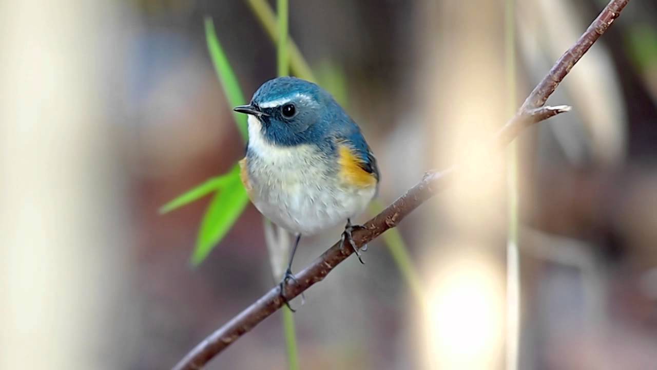 ルリビタキ♂の可愛い地鳴き
