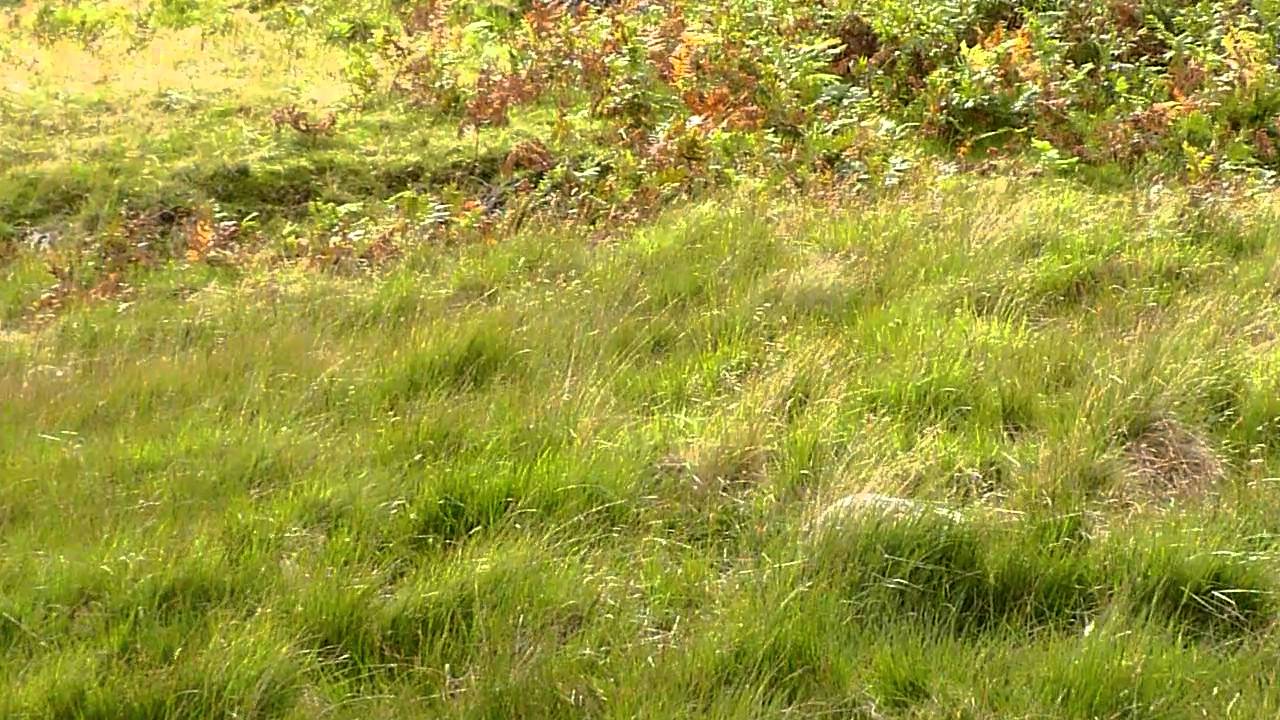 Stoat on the run