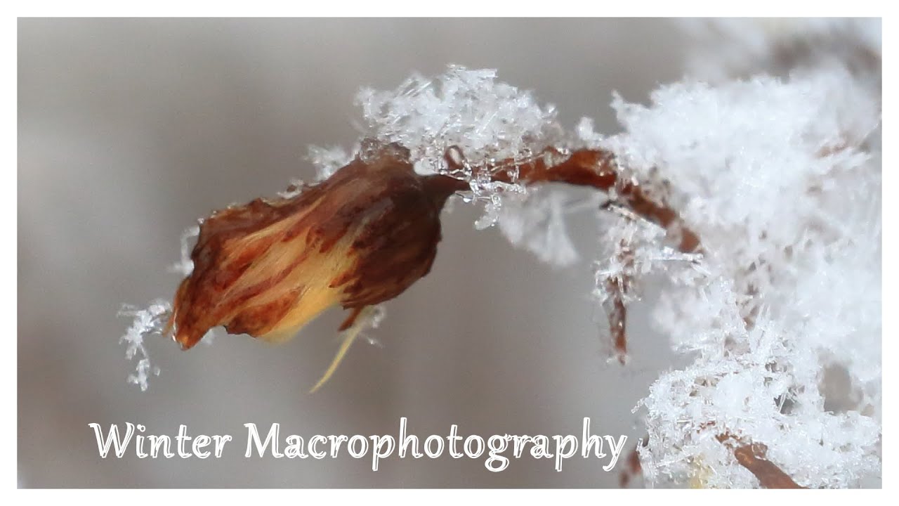 Winter Macrophotography: Exploring The Icy Details