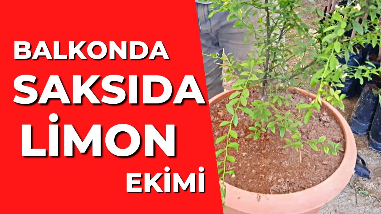 SAKSIYA LİMON EKİMİ |  Balkonda Limon Nasıl Yetiştirilir ?    #tropikaltopraktv #saksılimon