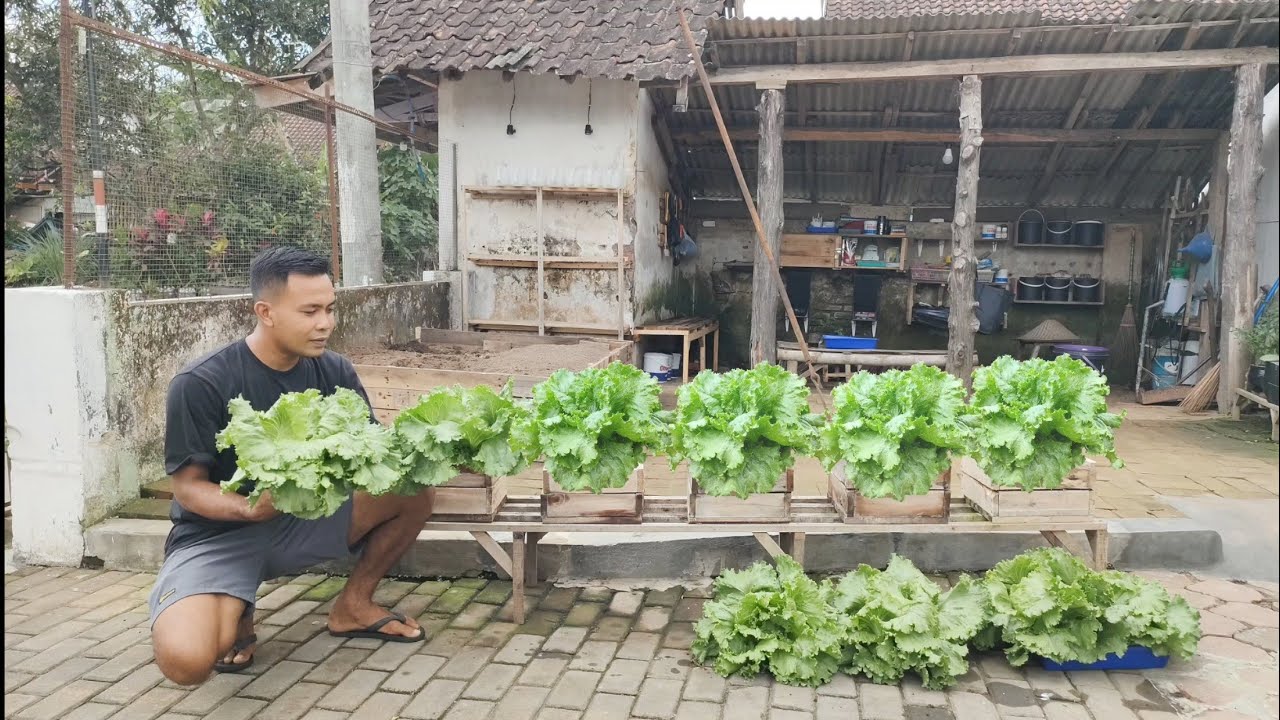 cara menanam selada iceberg dari benih sampai panen || how to grow iceberg lettuce