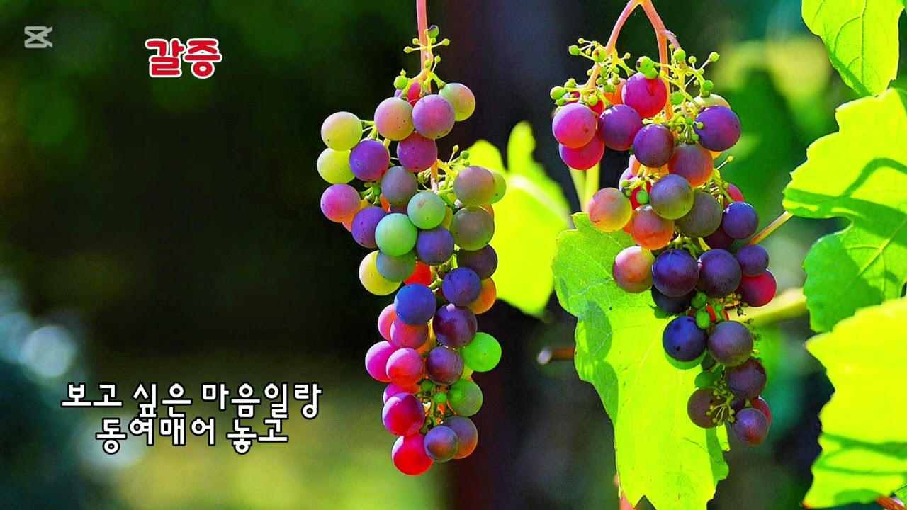 ■장성현가곡교실 [2995] 갈증 ♡김영근 시/길정배 작곡 