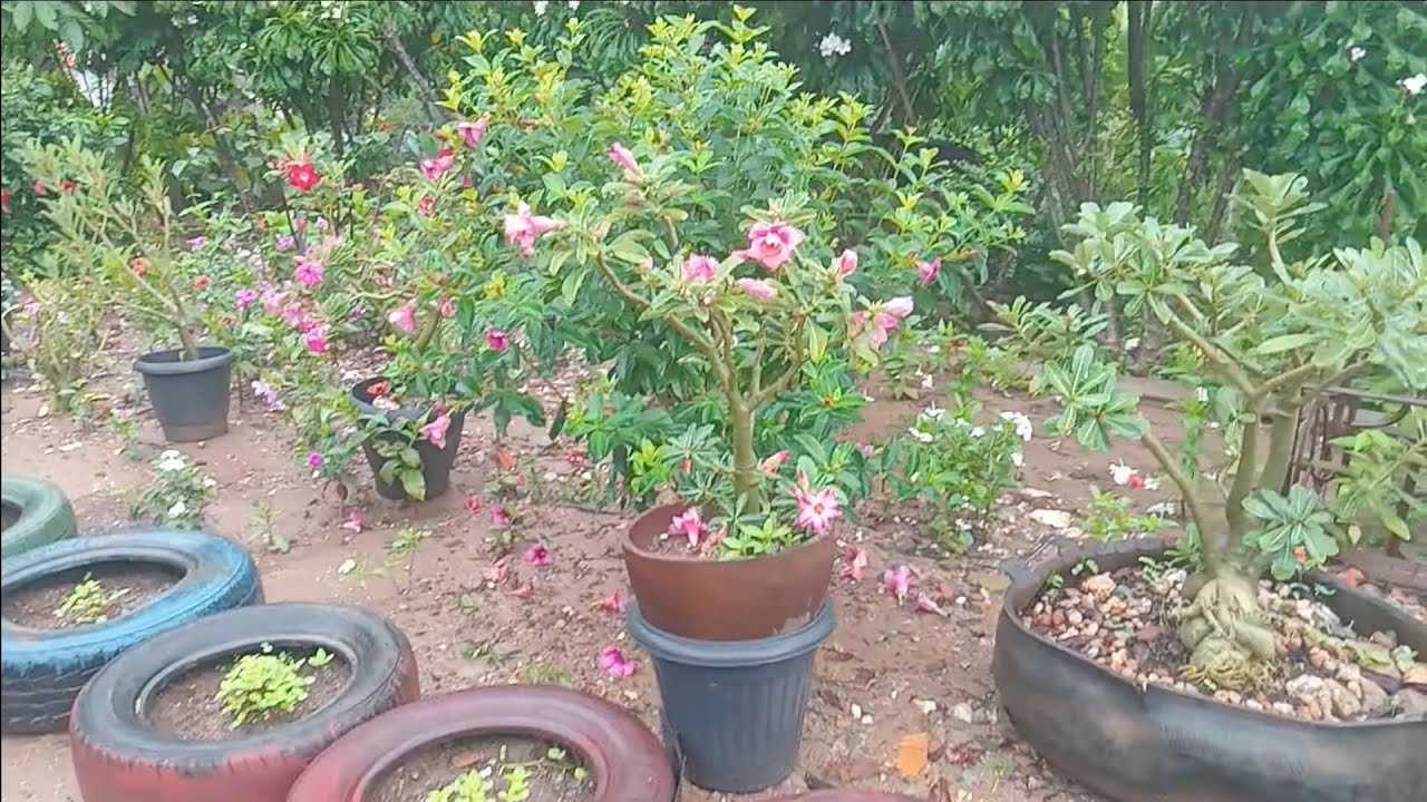 Porque estou sumida aqui no canal por aqui muita chuva e tudo verdinho 