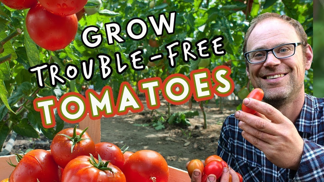 Top Tips for Trouble-Free Tomatoes 🍅