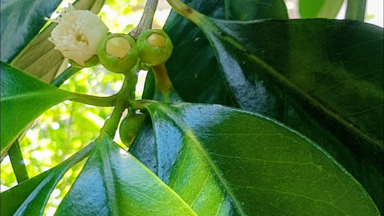 Os encantos da natureza