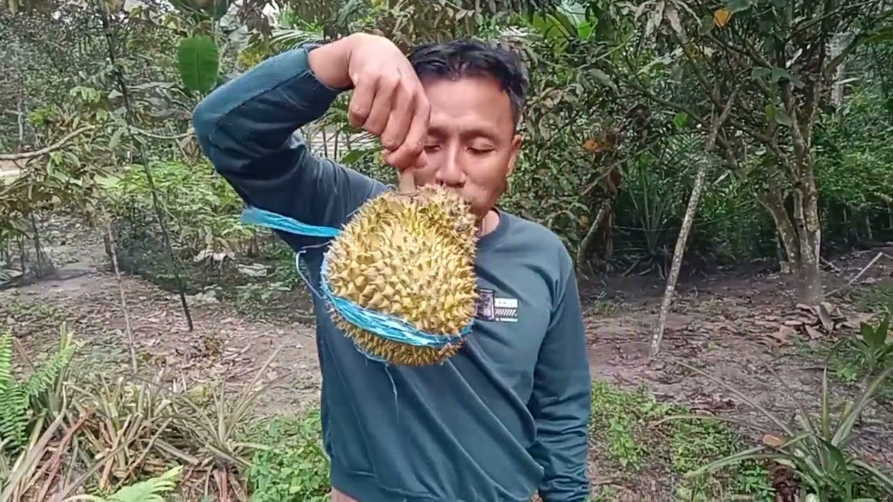 Panen durian gasiiiisss