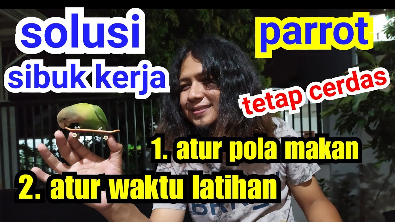Sibuk Kerja? Rahasia Parrot Tetap Super Jinak dan Cerdas!Ini Cara Atur Pola Makan dan Waktu Latihan!