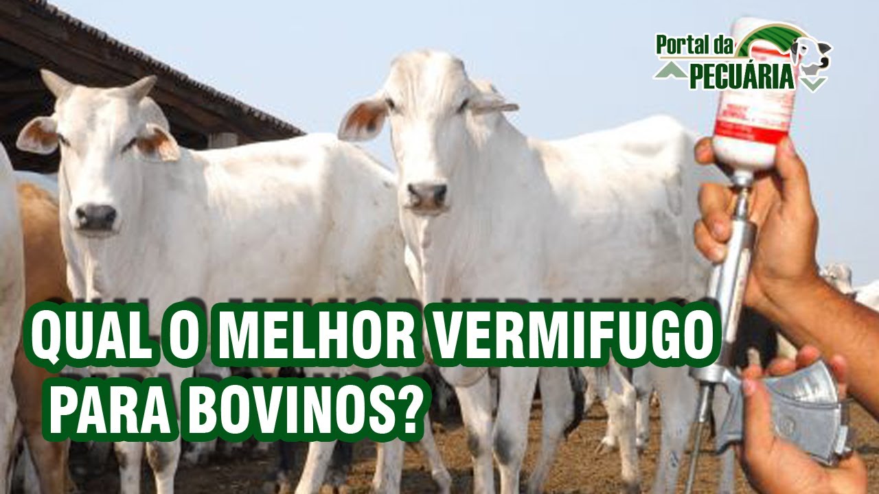 Ivermectina, Moxidectina, Albendazol ou Levamizol, qual o melhor vermifugo para bovinos?