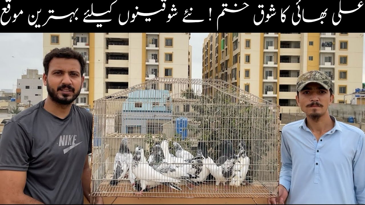 Faqeergul Bajrahi Ferozpuri Rampuri High Quality Breeder Pigeons 😯 Ali Bahi Ka Shok Khatam 😔