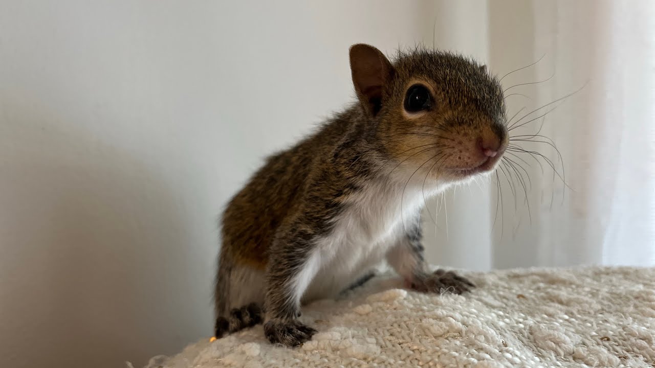 Baby Squirrel- 8 weeks: she’s playing peek a boo for the first time