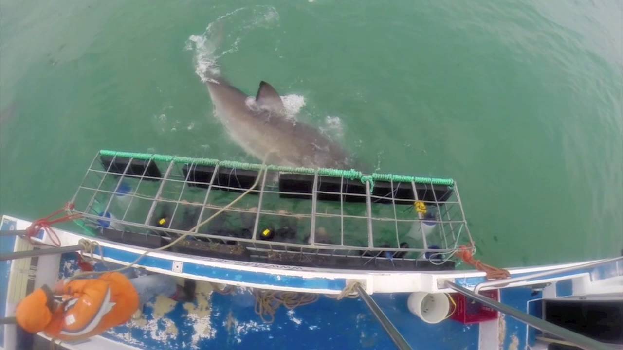 White Shark Cage Dive - Dyer Island, South Africa